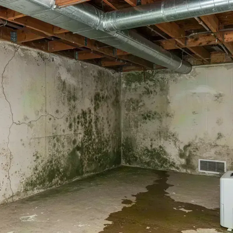 Professional Mold Removal in La Plata, MO